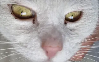 9 nalezených Lásek