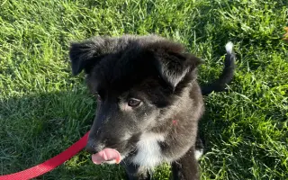 Pomoc pro malinkou Meggie