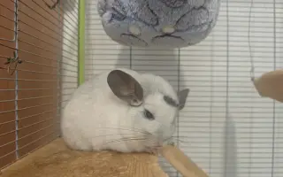 Sucho vypálilo pastviny. Zachráněná zvířata potřebují seno.