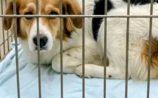 POMOC PRO FOXÍČKA, ASPENA A TAFFY-JACKA