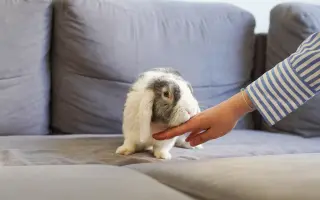 Pomozte Rangerovi žít znovu bez bolesti