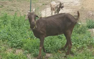 Pomozte nám dát zvířatům bezpečný domov. Zachránit nestačí.