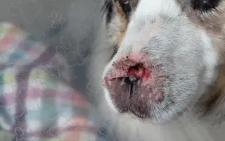 Pomozte našemu pejskovi Flashovi v boji s rakovinou