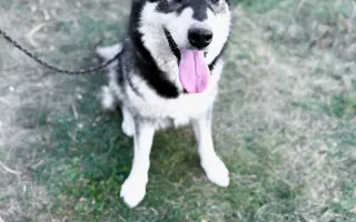 Pomozte Aishe zaplatit veterinární péči