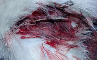 Kočičí princezna Mína