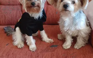 Šance pro Rikiho: pomoc po operaci nádoru