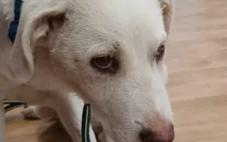 Pomoc pro bojovníčka Ferdu