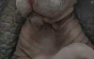 Boj o život Dyka, Tesinky a dalších - pomozte nám vyhrát nad panleukopenií