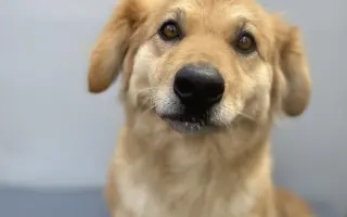 Veterinární péče pro psy v útulku - podzim 2026