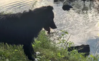 Pomozte nám zachránit Douggyho: Podpořte jeho operaci!