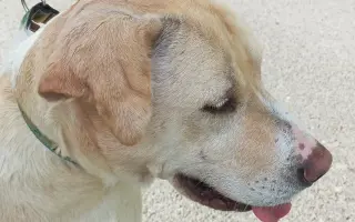 Veterinární pomoc naším svěřencům