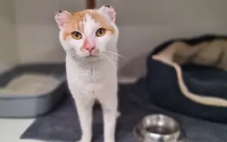 Pomozte nám vybudovat více teplých pelíšků pro kočičky