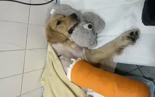 Kroky, které nebolí: Mauriho 4.bitva