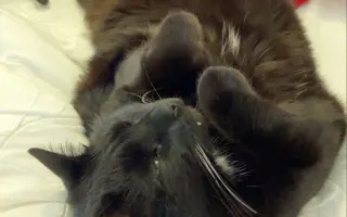 Pomozte uhradit vyšetření pro kočičku Kofi