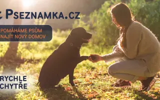 PSEZNAMKA.CZ - místo, kde se najde pes k adopci s ideálním domovem