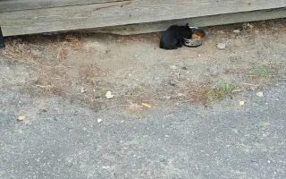 ZACHRAŇME KOŤÁTKA PŘED ZIMOU!