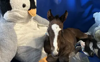 Miracle Joy After Storm ✨🐴