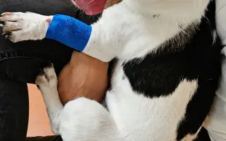 Narovnejme nožičky statečnému štěněti Ričíkovi (8 měsíců)