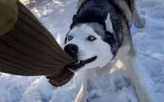 Druhá záchrana pro Jessinku