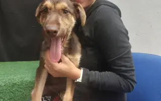 Pomozte nám postavit útočiště pro psy z ulice