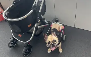 Podpořme Bubbu, statečnou buldočici na vozíčku