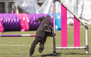 Pomozte nám vrátit život po povodni na agility cvičák