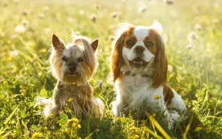 Pomozte Kessynce znovu se postavit na všechny čtyři 🐾