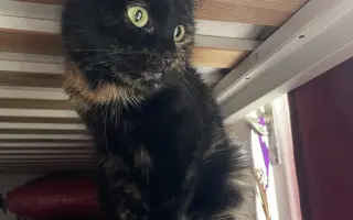 Pomoc pro kočičku Ayu: bez operace trpí, s ní má šanci