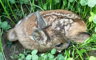 Pomohli jste zachránit srnčata