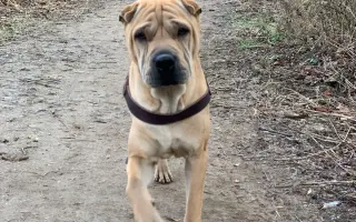 Pomozme Batkusovi porazit rakovinu