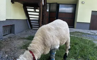 Pomozte beránkovi Knedlíčkovi opět běhat s dětmi.🤍
