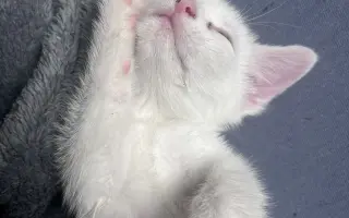 Sbírka pro Eliotka s nemocí FIP