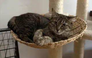 Pomohli jste zachránit kočičí životy