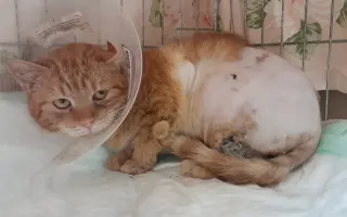 Domeček plný naděje pro opuštěné kočky