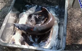 Obnova života rybníka po otravě ryb