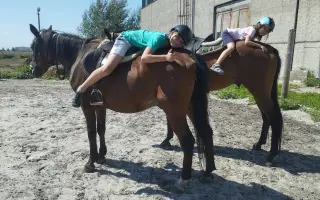 My zachraňujeme zvířata, ony mohou pomáhat Vám a Vašim blízkým