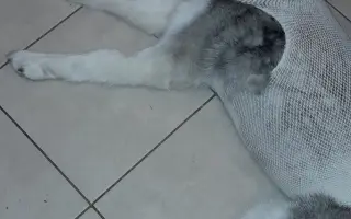 Velká šance pro bojovnici Kačku