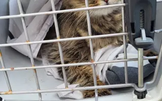 Pomohli jste uhradit veterinární péči pro kočičky z Kočičího štěstí, z.s.