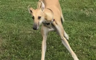 Prosíme o pomoc Tequile po operaci plíce, aby mohla dále skotačit