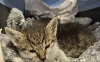 Zvířata v nouzi - pomoc s úhradou veterinárních nákladů