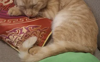 Pomozte s úhradou léčby kocourka Benjamina