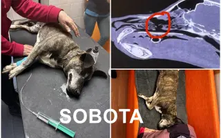 🙏🐾 Prosíme: "Pomozte nám uhradit veterinární péči pro pejsky bez domova." 🐾🙏