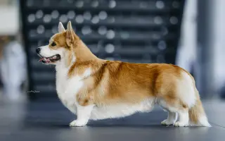 Pomozme Aloiskovi znovu chodit