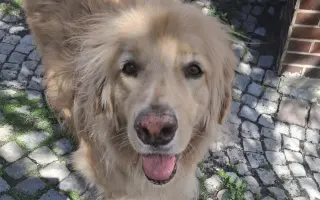 Pomohli jste Johnymu získat vozík, aby se dostal k veterináři i ven