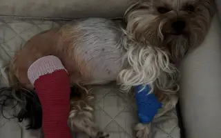 Pomozme Welle po nálezech rakoviny vidět, Daře k pohybu a Willymu ke zdraví