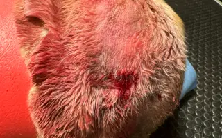 Podpořte péči o pejsky v psím hospici Andělská náruč, z.s.