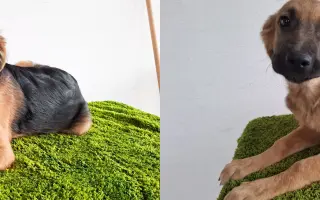 Pomáháme opuštěným a týraným psům najít cestu domů 🩷