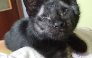 Boj o život Dyka, Tesinky a dalších - pomozte nám vyhrát nad panleukopenií