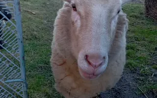 BEZPEČÍ PRO ZVÍŘATA