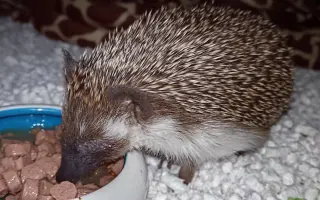 Pomohli jste Maestrovi